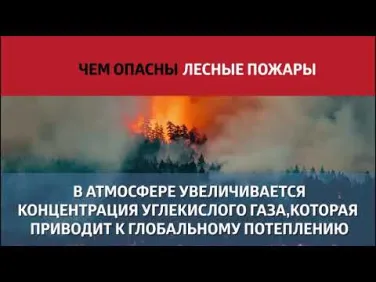 Чем опасны лесные пожары