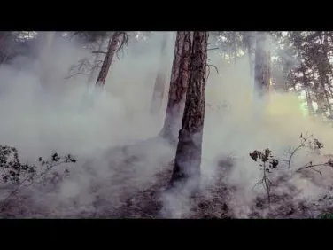 Курение в лесу